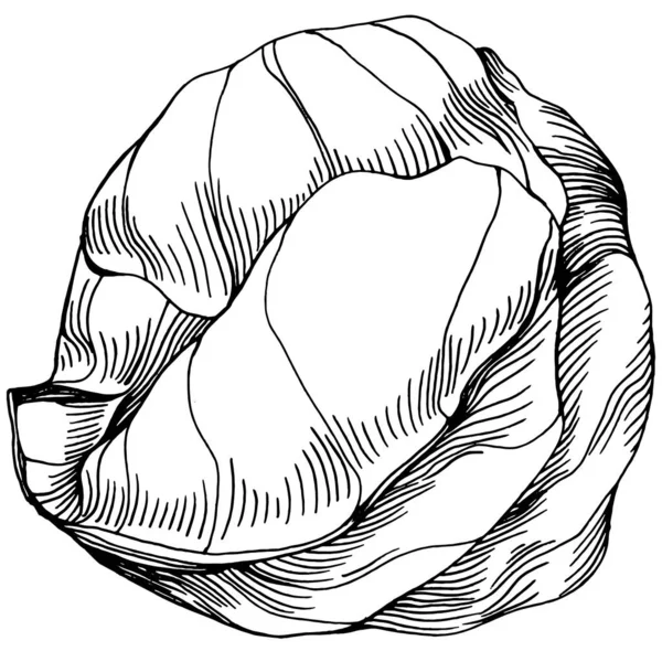 Cabbage 스케치 고유의 재료를 사용하여 디자인 아이콘 우표를 최고의 빈티지 — 스톡 벡터