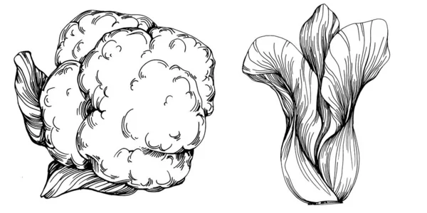 卷心菜手绘草图矢量图解 孤立的蔬菜雕刻品 最好的设计标志 复古风格 — 图库矢量图片