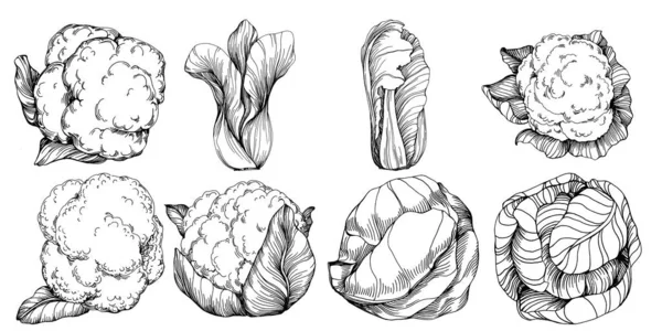 卷心菜手绘草图矢量图解 孤立的蔬菜雕刻品 最好的设计标志 复古风格 — 图库矢量图片