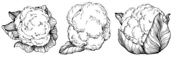 Illustrazione Vettoriale Disegno Mano Cavolo Oggetto Stile Vegetale Inciso Isolato — Vettoriale Stock