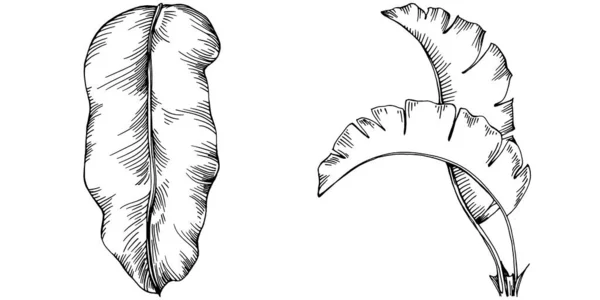 Vettore Esotico Estate Tropicale Hawaiana Palme Spiaggia Giungla Foglie Botaniche — Vettoriale Stock