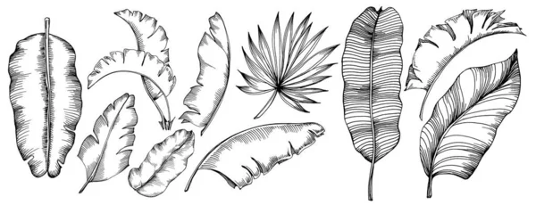 Вектор Екзотичне Тропічне Гавайське Літо Палм Біч Дерево Джунглів Ботанічного — стоковий вектор