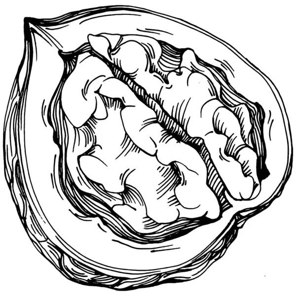 Ruční Kresba Vlašských Ořechů Vektorové Ilustrace Izolované Bílém Pozadí Retro — Stockový vektor