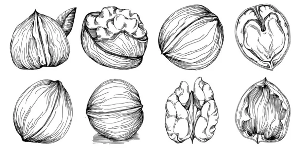 Ceviz elle çizilmiş Vektör İllüstrasyonu beyaz arka planda izole edildi. Restoran menüsü, market etiketi, logo, amblem ve mutfak tasarımı için Retro style tarım ürünü. Yiyecek ambalajı için dekorasyon.