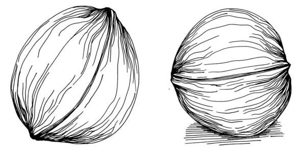 Векторная Иллюстрация Грецкого Ореха Белом Фоне Ретро Стиль Фермы Продукт — стоковый вектор