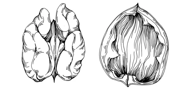 Illustrazione Vettoriale Noce Disegnata Mano Isolata Sfondo Bianco Prodotto Agricolo — Vettoriale Stock