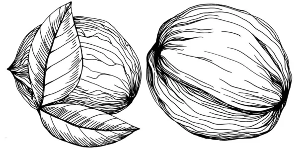 Illustrazione Vettoriale Noce Disegnata Mano Isolata Sfondo Bianco Prodotto Agricolo — Vettoriale Stock