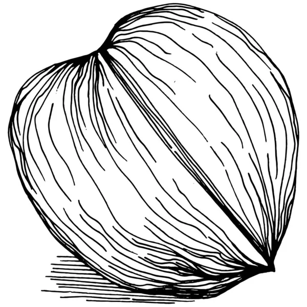 Ruční Kresba Vlašských Ořechů Vektorové Ilustrace Izolované Bílém Pozadí Retro — Stockový vektor