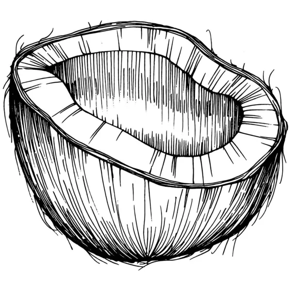 矢量椰子手绘素描 热带食物的病媒图解 复古风格 最佳设计标志 — 图库矢量图片