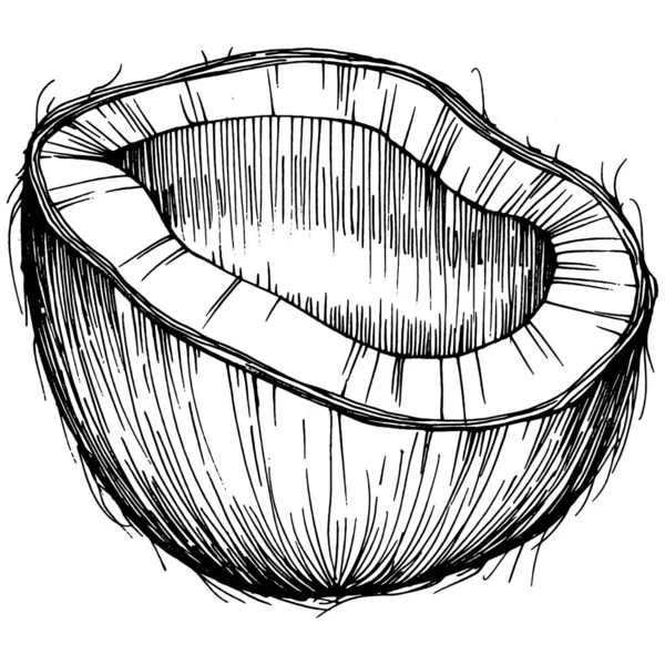 Vektör Hindistan Cevizi Çizimi Çizimi Vektör Tropikal Gıda Çizimi Eski — Stok Vektör