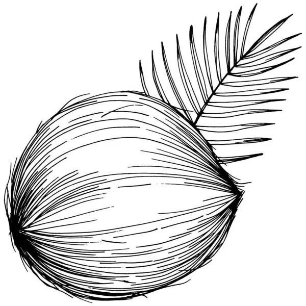 Croquis Vectoriel Dessiné Main Illustration Vectorielle Des Aliments Tropicaux Style — Image vectorielle