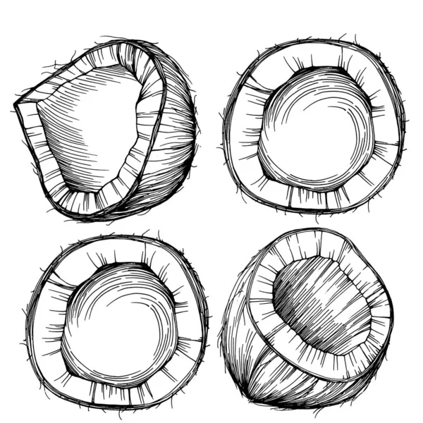 Vector Coco Dibujado Mano Sketch Ilustración Alimentos Tropicales Vectoriales Estilo — Archivo Imágenes Vectoriales
