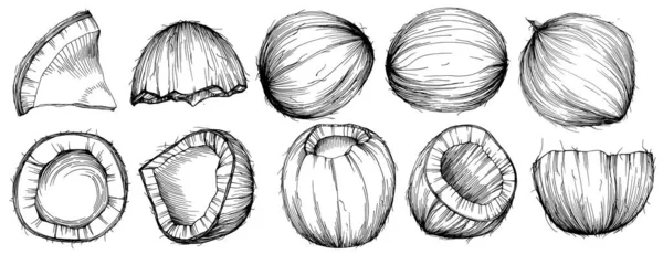 코코넛 스케치 빈티지 스타일 디자인 아이콘 우표를 최고의 — 스톡 벡터