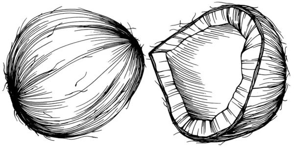 Vector Coco Dibujado Mano Sketch Ilustración Alimentos Tropicales Vectoriales Estilo — Archivo Imágenes Vectoriales