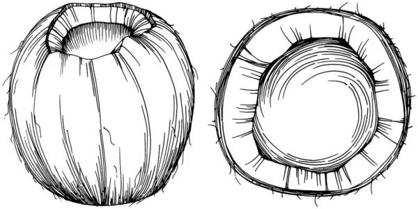 Vektör hindistan cevizi el çizimi çizimi. Vektör tropikal gıda çizimi. Eski tarz. Tasarım logosu, menü, etiket, simge, pul için en iyisi.