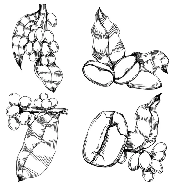 Kaffeebaum Und Bohnen Grafischen Stil Zeichnen Hand Auf Weißem Hintergrund — Stockvektor