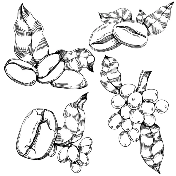 Kaffeebaum Und Bohnen Grafischen Stil Zeichnen Hand Auf Weißem Hintergrund — Stockvektor