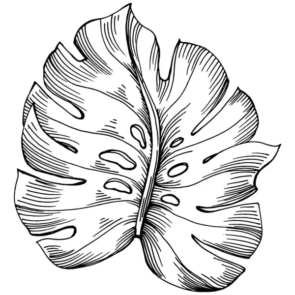 Monstera矢量 热带热带夏威夷夏天 丽亚娜海滩丛林植物叶子 黑白版画油墨艺术 叶子植物植物园 花卉叶 孤立的叶图元素 — 图库矢量图片