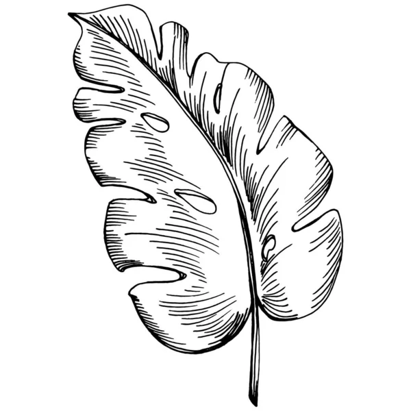 Monstera矢量 热带热带夏威夷夏天 丽亚娜海滩丛林植物叶子 黑白版画油墨艺术 叶子植物植物园 花卉叶 孤立的叶图元素 — 图库矢量图片