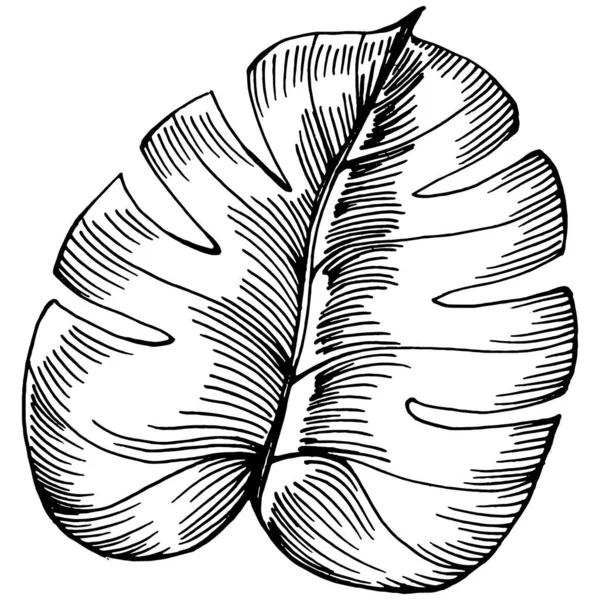 Monstera Vector Exotic Tropické Havajské Léto Liana Pláž Strom Džungle — Stockový vektor
