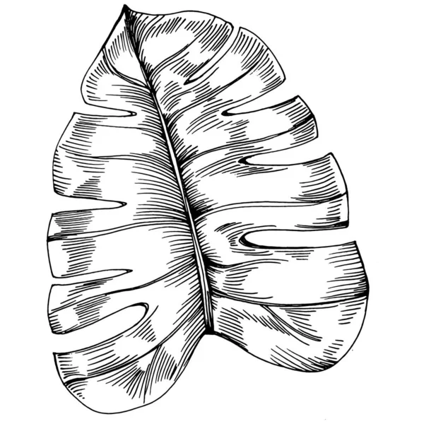 Monstera Vector Egzotik Hawaii Yazı Liana Sahili Orman Botanik Yaprakları — Stok Vektör