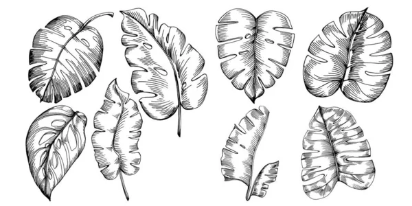 Monstera Vector Exotic Τροπικό Hawaiian Καλοκαίρι Φύλλα Βοτάνων Της Ζούγκλας — Διανυσματικό Αρχείο