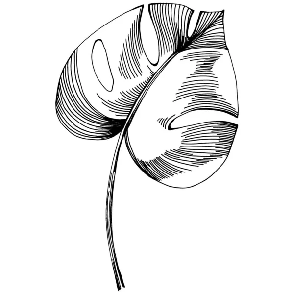 Monstera Vector Exotic Tropical Hadendian 리아나 해변의 식물학적 흰색의 장미꽃 — 스톡 벡터