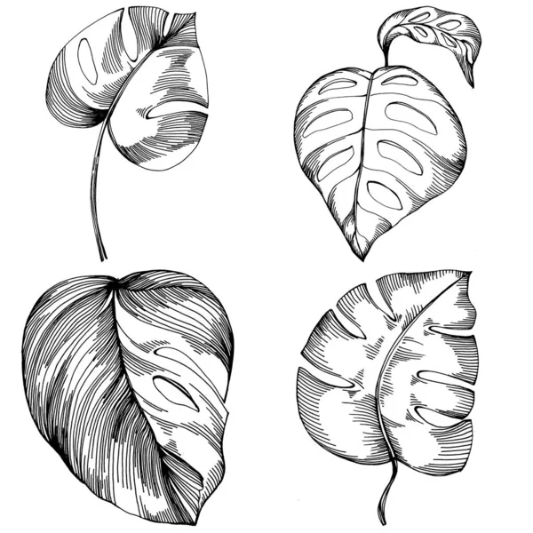 Monstera Vector Exotic Tropical Hadendian 리아나 해변의 식물학적 흰색의 장미꽃 — 스톡 벡터