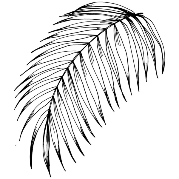 向量异国情调热带夏威夷夏天 棕榈沙滩树丛林植物叶子 黑白雕刻水墨艺术 叶植物植物园花卉叶 被隔绝的叶子例证元素 — 图库矢量图片
