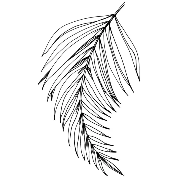 向量异国情调热带夏威夷夏天 棕榈沙滩树丛林植物叶子 黑白雕刻水墨艺术 叶植物植物园花卉叶 被隔绝的叶子例证元素 — 图库矢量图片
