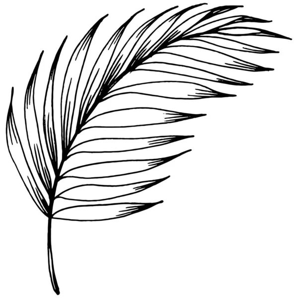 Vektör egzotik tropik hawaiian yaz. Palm beach ağaç orman botanik bırakır. Siyah ve beyaz mürekkep sanat kazınmış. Yaprak bitki botanik bahçe çiçek yaprakları. İzole yaprak illüstrasyon öğesi.