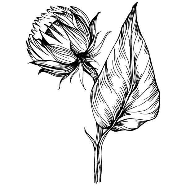 Sunflower Flower Floral Botanical Flower Isolated Illustration Element Vector Hand — Stock Vector
