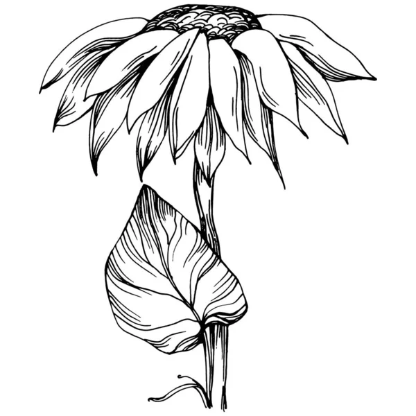 Zonnebloem Bloemen Botanische Bloem Geïsoleerd Illustratie Element Vector Hand Tekening — Stockvector