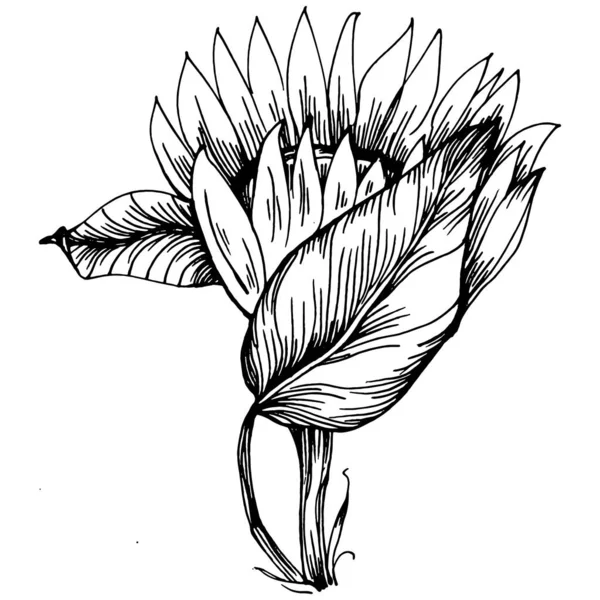 Ayçiçeği Çiçekli Botanik Çiçeği Zole Illüstrasyon Elementi Arkaplan Doku Ambalaj — Stok Vektör
