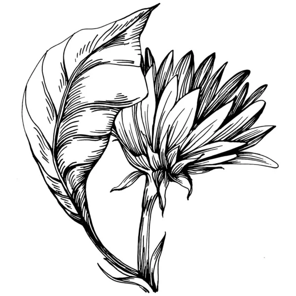 Girasol Flor Botánica Floral Elemento Ilustración Aislado Dibujo Mano Vectorial — Vector de stock
