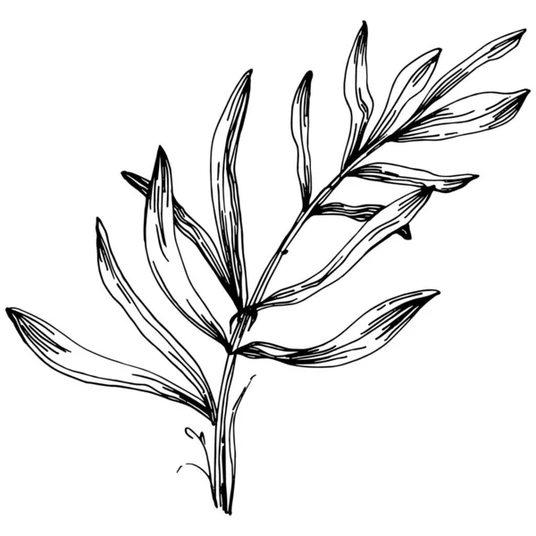 라벤더 특유의 스케치 결혼초 혹은우아 잎사귀가 모노그램 재료를 손으로 데이트 — 스톡 벡터