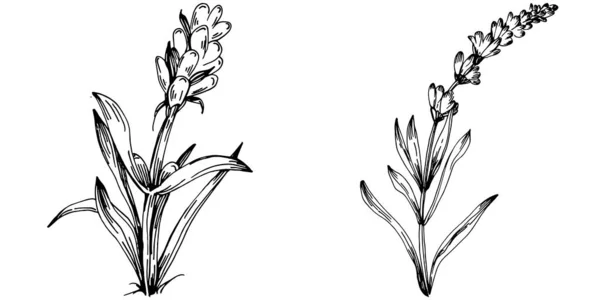 Illustrazione Schizzo Isolato Lavanda Elemento Disegnato Mano Erba Nuziale Pianta — Vettoriale Stock