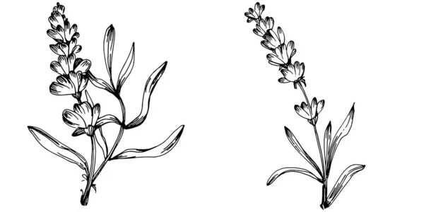 Lavendel Isolierte Skizzenillustration Handgezeichnetes Element Für Hochzeitskraut Pflanze Oder Monogramm — Stockvektor