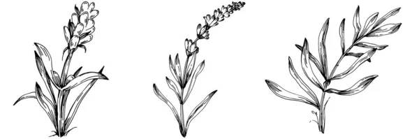 Απομονωμένη Εικονογράφηση Σκίτσου Lavender Χειροποίητο Στοιχείο Για Γαμήλιο Βότανο Φυτό — Διανυσματικό Αρχείο