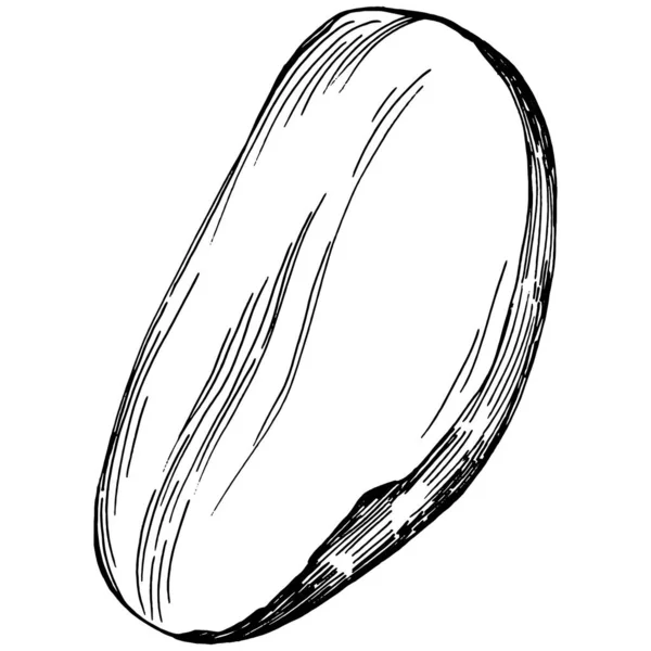 Brezilya cevizi ya da Brezilya fındığı elle çizilmiş Vector Illustration arka planda izole edilmiş. Restoran menüsü, market etiketi, logo, amblem, mutfak tasarımı için Retro style tarım ürünü. Paketleme için dekorasyon