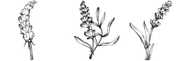 Lavendel Isolierte Skizzenillustration Handgezeichnetes Element Für Hochzeitskraut Pflanze Oder Monogramm — Stockvektor