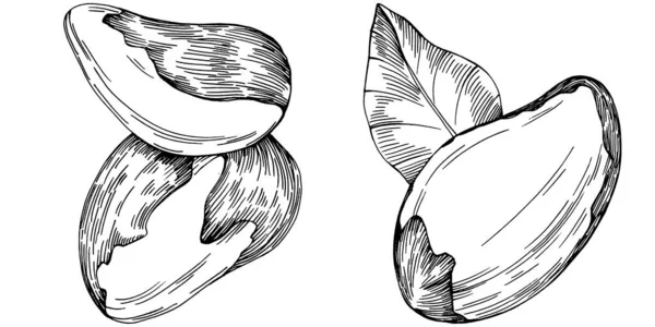 Handgezeichnete Vektorillustration Von Paranuss Oder Paranuss Isoliert Auf Dem Hintergrund — Stockvektor