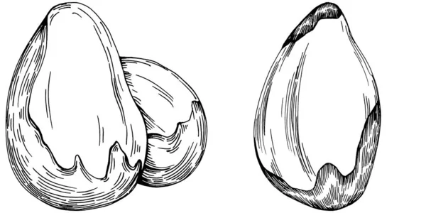 Handgezeichnete Vektorillustration Von Paranuss Oder Paranuss Isoliert Auf Dem Hintergrund — Stockvektor