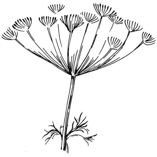 Svart Dill Isolerad Vitt — Stock vektor
