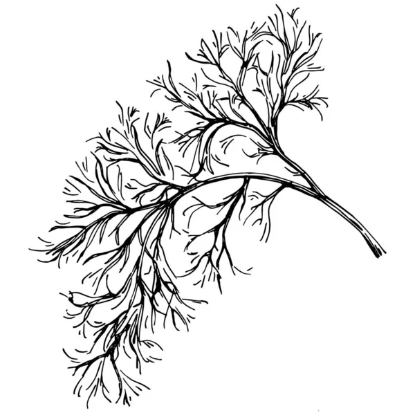 Ασπρόμαυρη Κοντινή Απεικόνιση Του Φυτού — Διανυσματικό Αρχείο