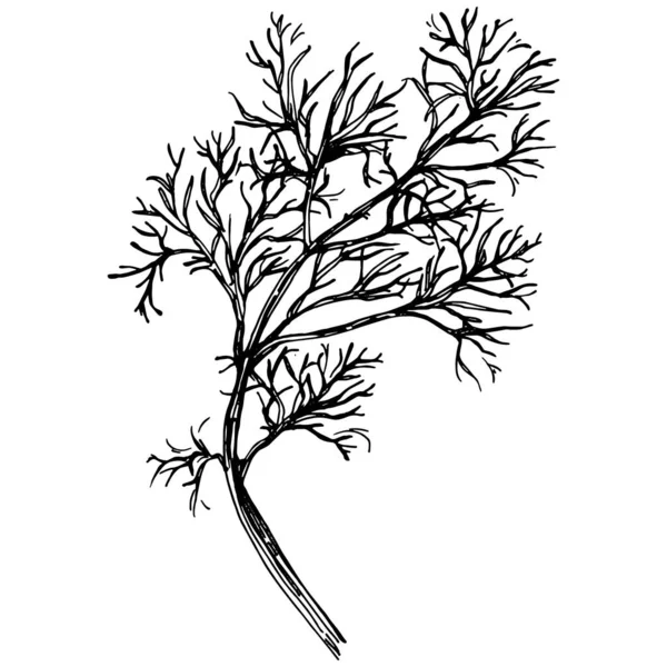 Ασπρόμαυρη Κοντινή Απεικόνιση Του Φυτού — Διανυσματικό Αρχείο
