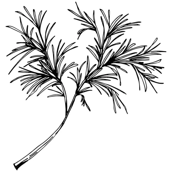 Черно Белая Иллюстрация Крупным Планом Растения — стоковый вектор