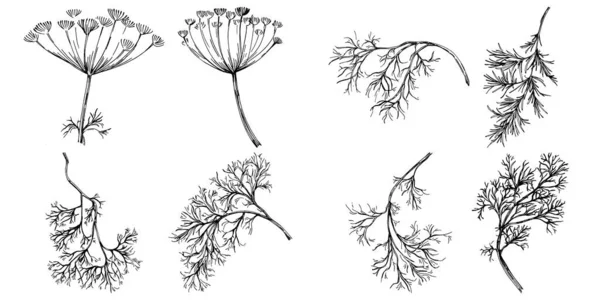 黑色菊花和其他在白色上分离的植物 — 图库矢量图片