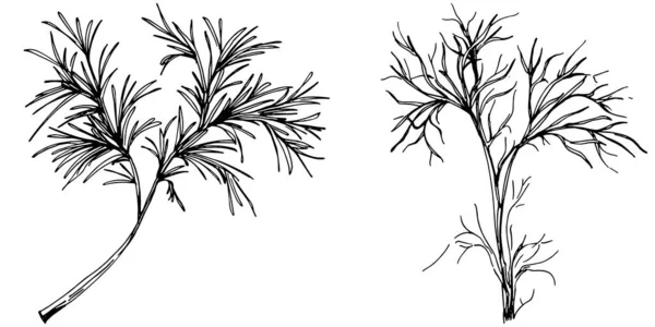 Bitkilerin Siyah Beyaz Çizimi — Stok Vektör