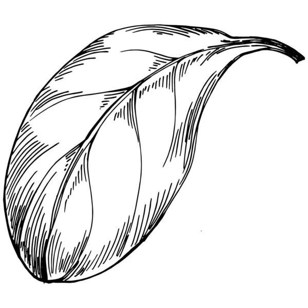 Vecteur Épinards Plante Isolée Avec Des Feuilles Illustration Style Gravé — Image vectorielle
